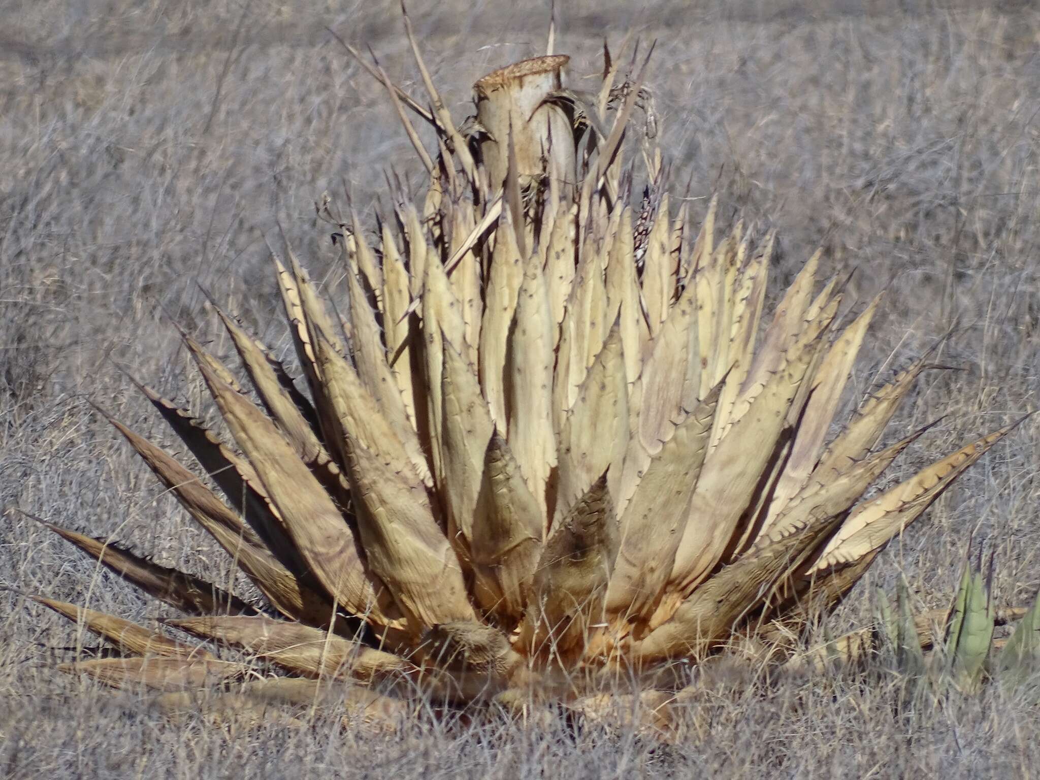 Image de Agave parryi subsp. neomexicana (Wooton & Standl.) B. Ullrich