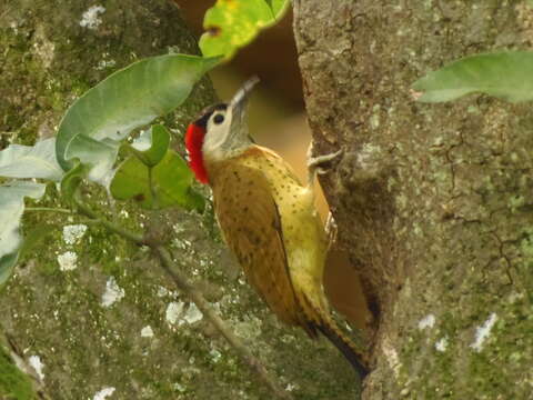 Image of Spot-breasted Woodpecker