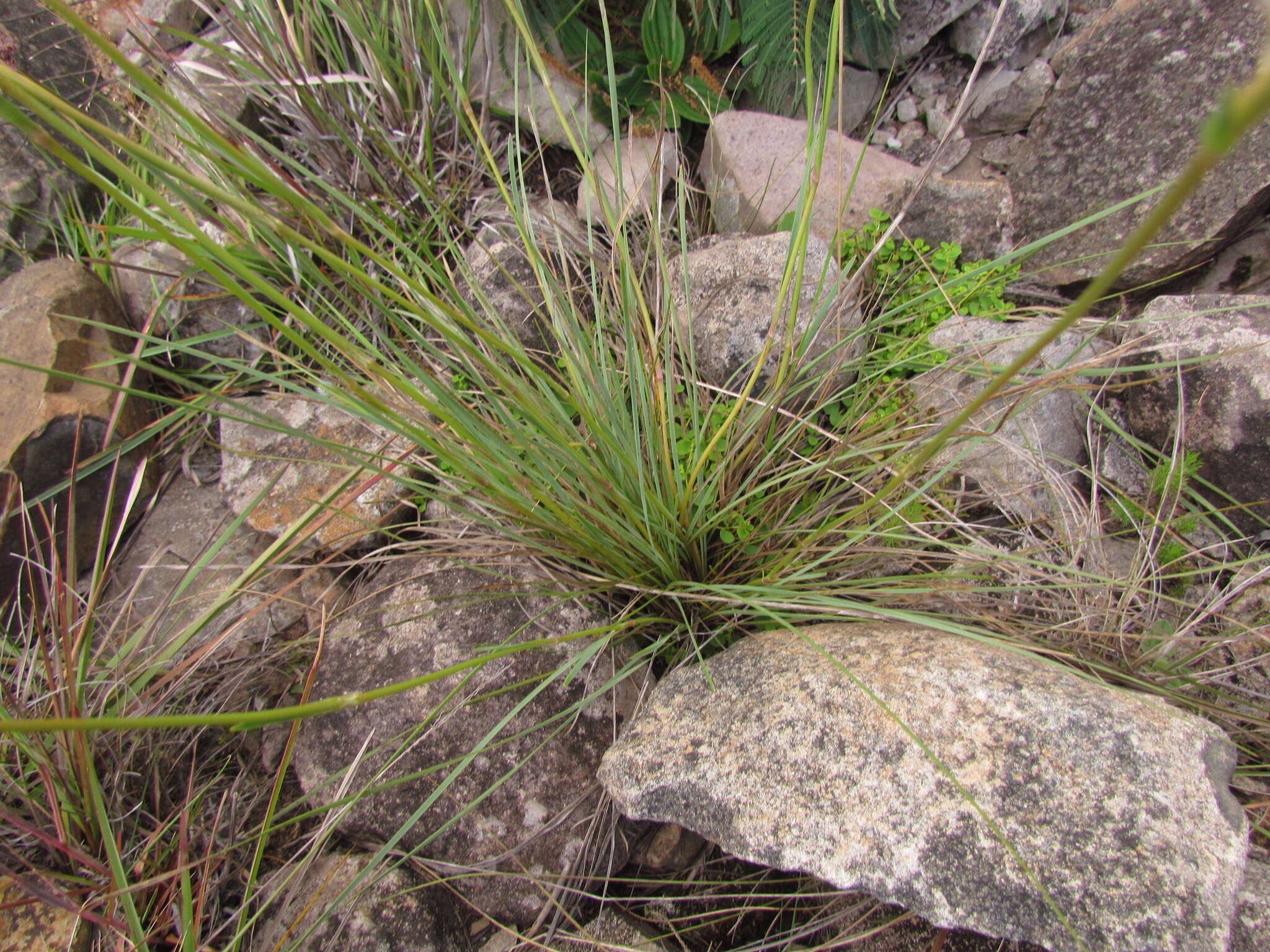 Image of Eryngium eriophorum Cham. & Schltdl.