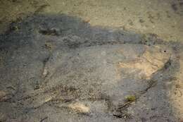 Image of Starry flounders