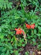 Imagem de Hippeastrum puniceum (Lam.) Voss