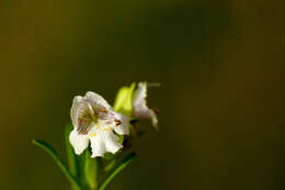 Imagem de Prostanthera striatiflora F. Muell.