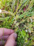 Image de Epilobium insulare Hausskn.