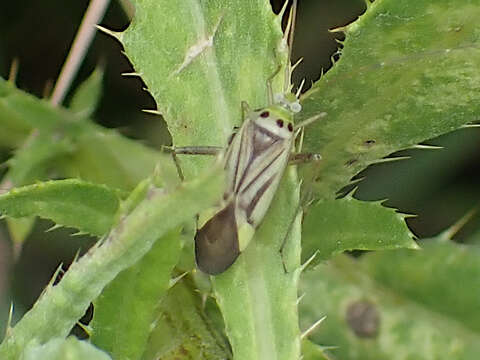 Image of Adelphocoris quadripunctatus (Fabricius 1794)