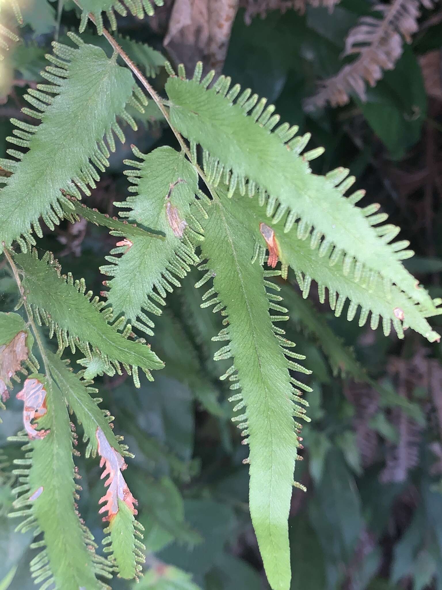 Image of maidenhair creeper