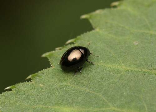 Plancia ëd <i>Oomorphus concolor</i>