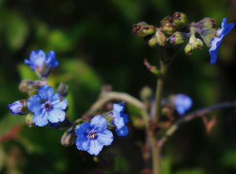 Cynoglossum malabaricum (C. B. Cl.) Riedl resmi