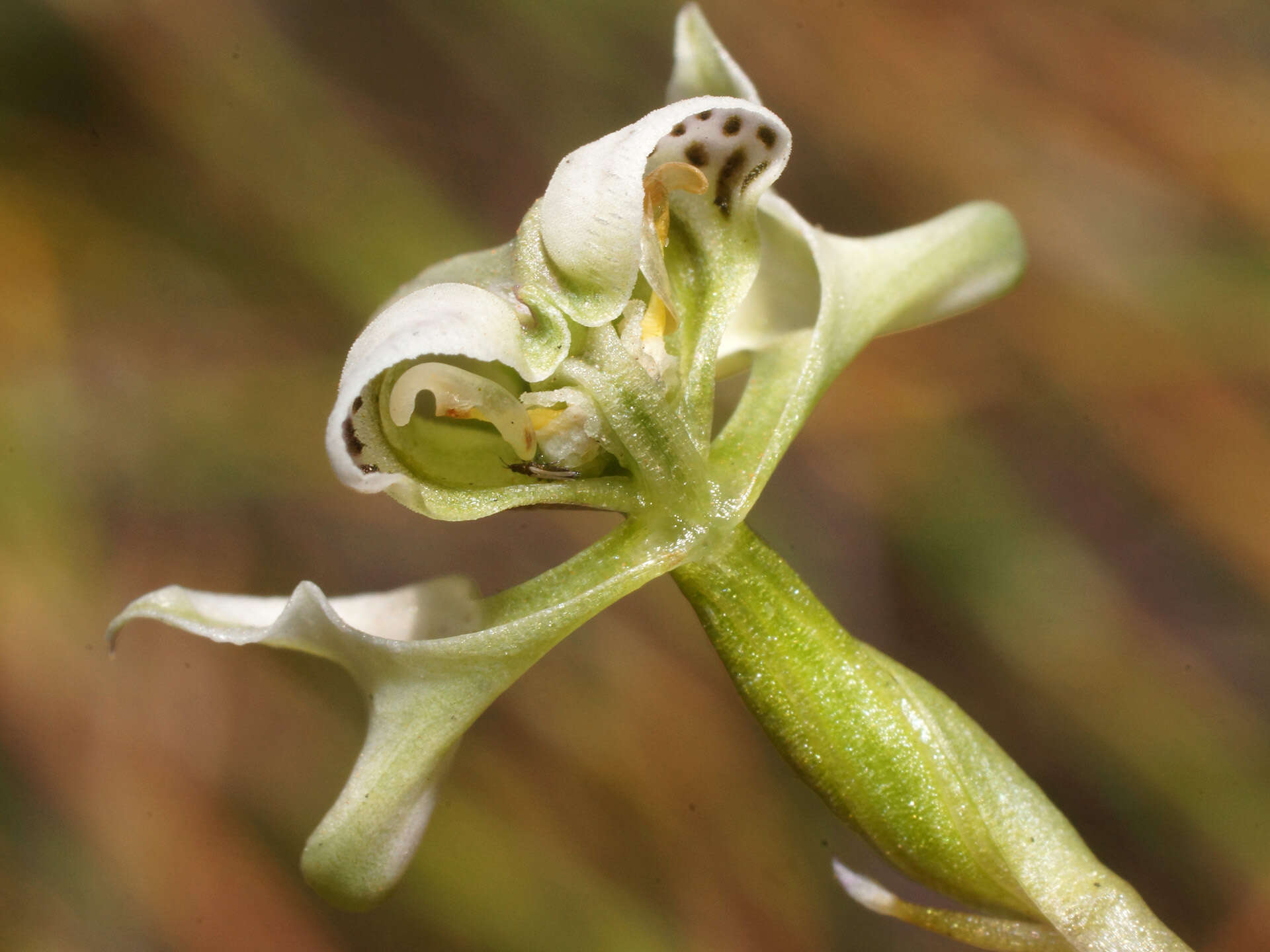 Image of Disperis circumflexa subsp. aemula (Schltr.) J. C. Manning