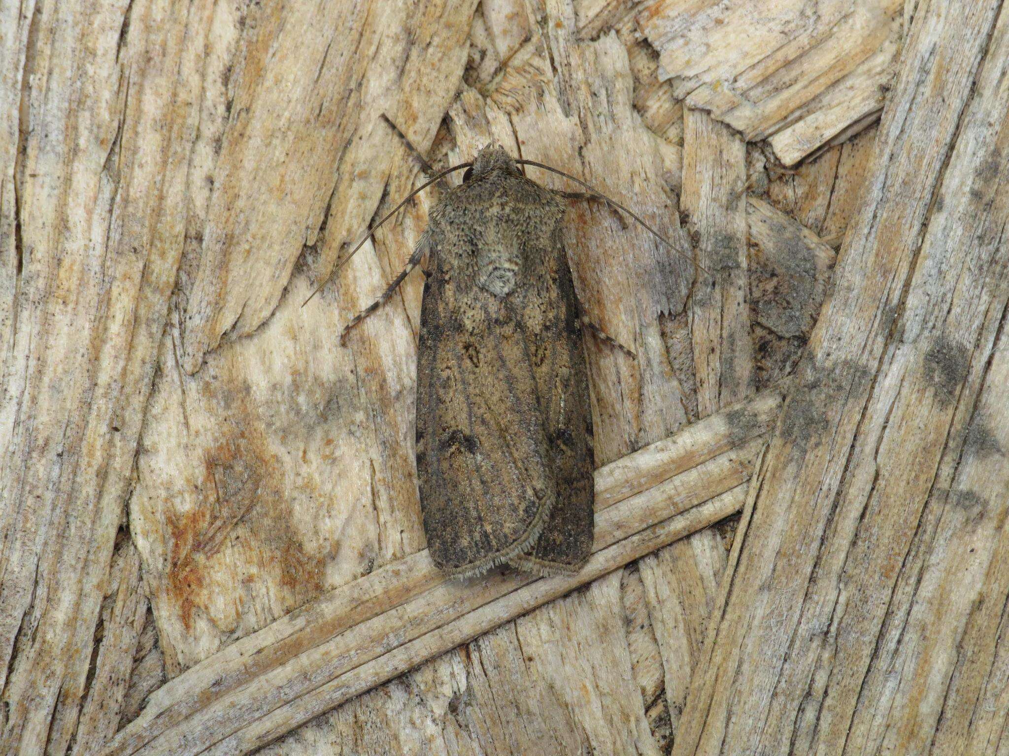 Image of turnip moth