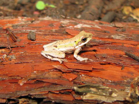 Litoria bicolor (Gray 1842)的圖片