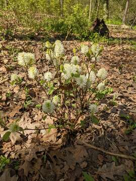 Imagem de Fothergilla gardenii Murr.