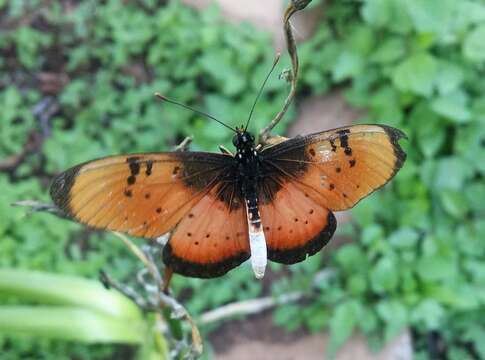 Image of Acraea natalica Boisduval 1847