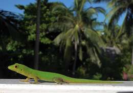 Image of Phelsuma v-nigra v-nigra Boettger 1913