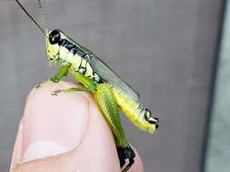 Image of Olive-green Swamp Grasshopper