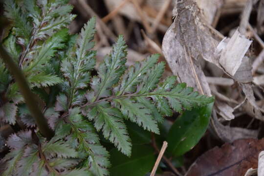 Image of Sceptridium japonicum (Prantl) Lyon