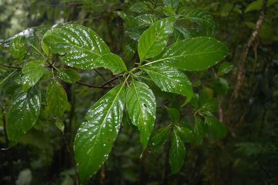 Слика од Deppea grandiflora Schltdl.