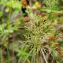 Image of Rough-Fruit Scaleseed