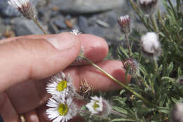 Image of Mex's fleabane