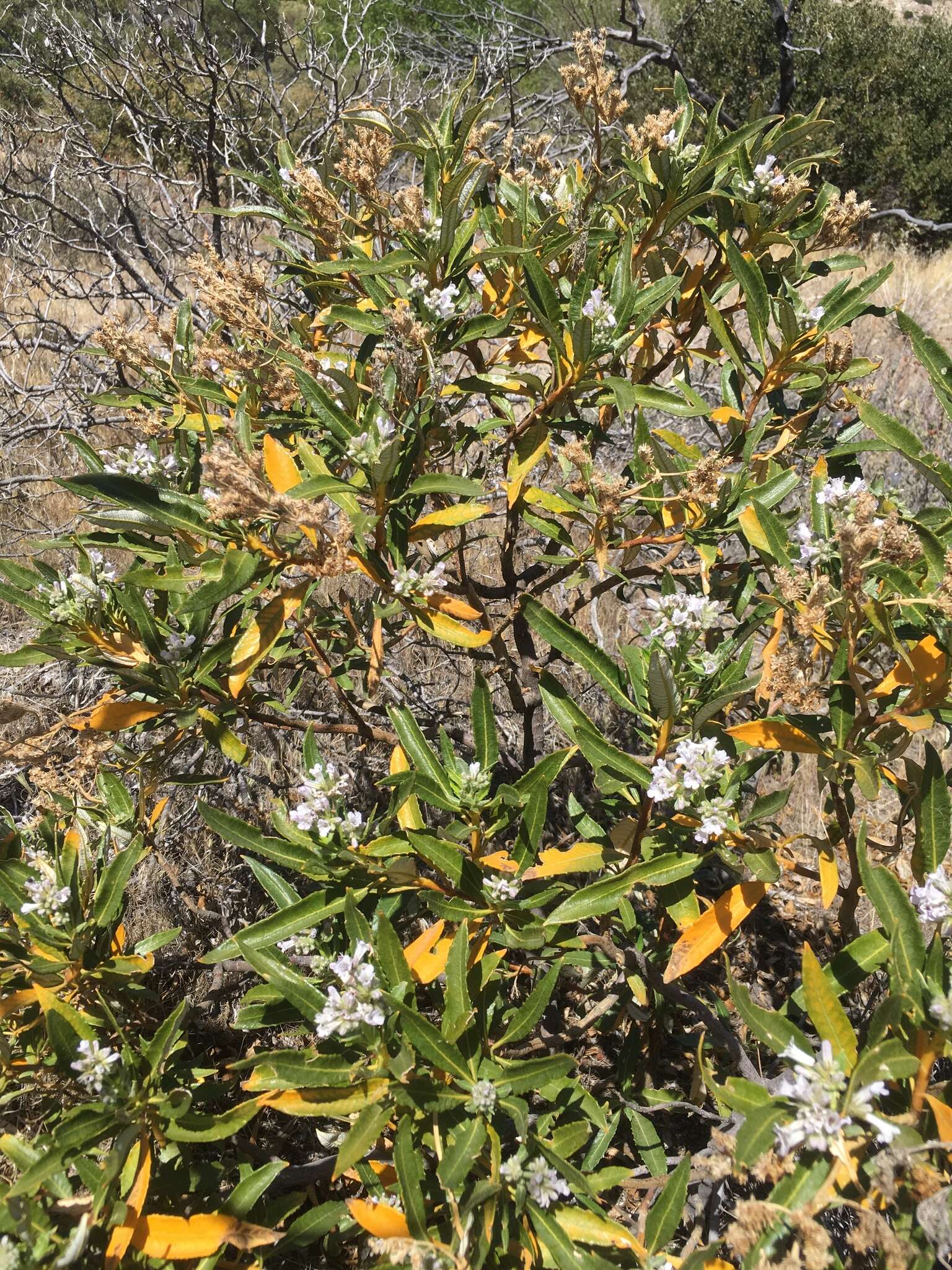 Image of hairy yerba santa