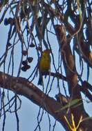 Image of Western Tanager