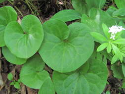 Image of Asarum europaeum subsp. caucasicum (Duchartre) Soo