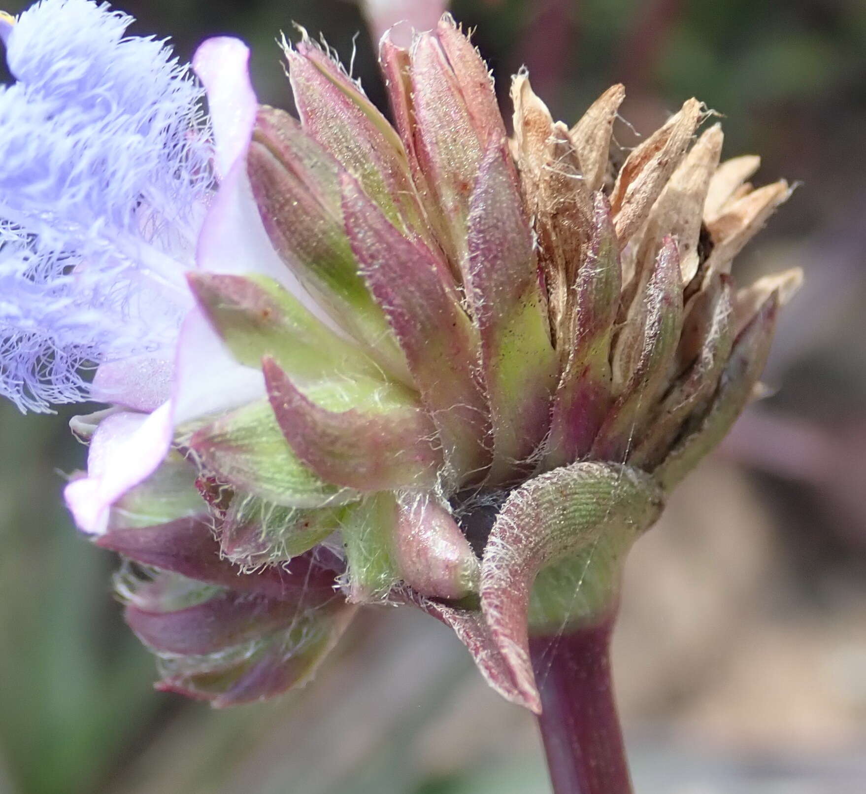 Image of Cyanotis speciosa (L. fil.) Hassk.