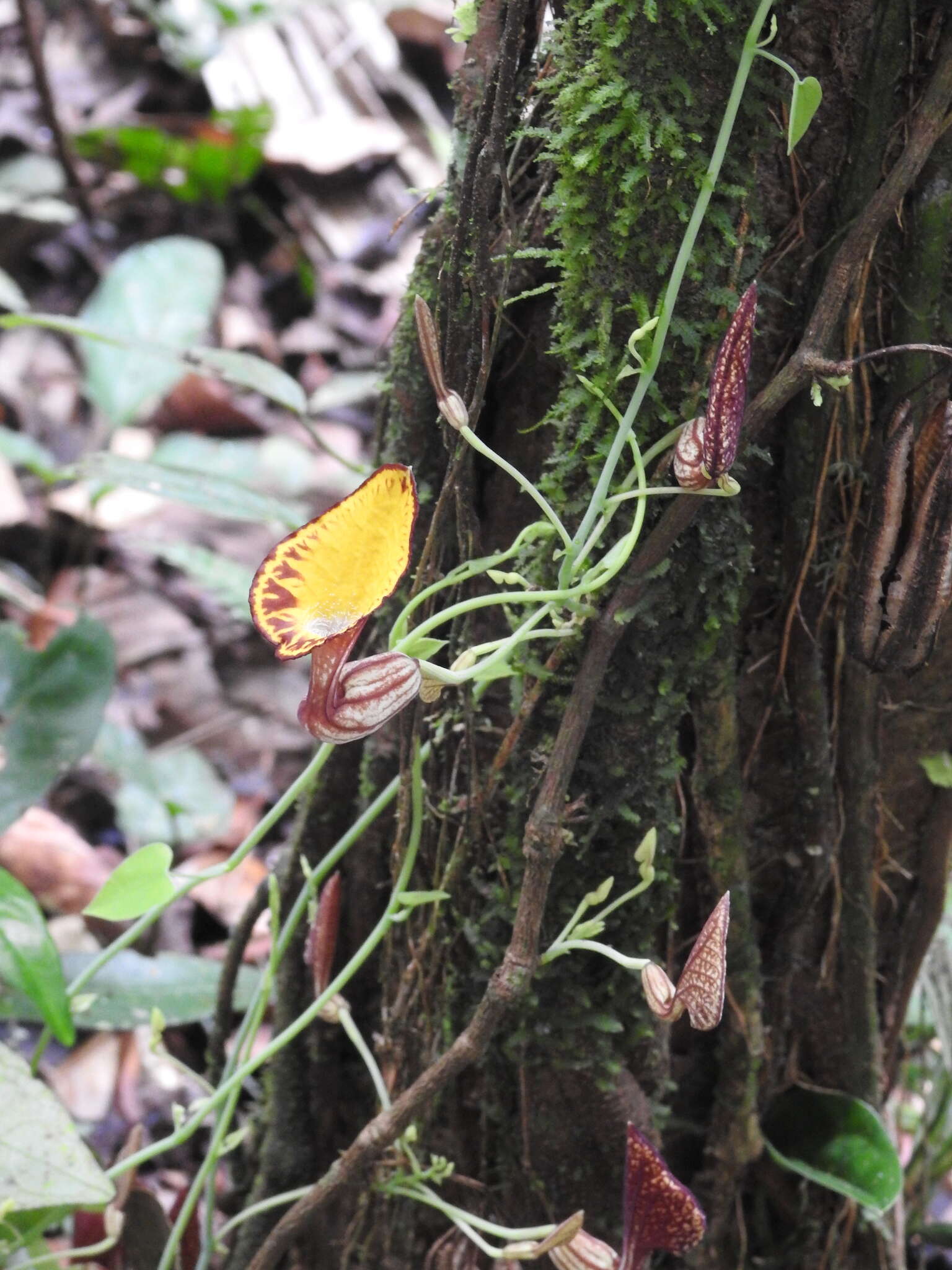 Image of Aristolochia peruviana O. Schmidt