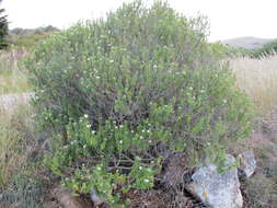 Image of Veronica elliptica G. Forster