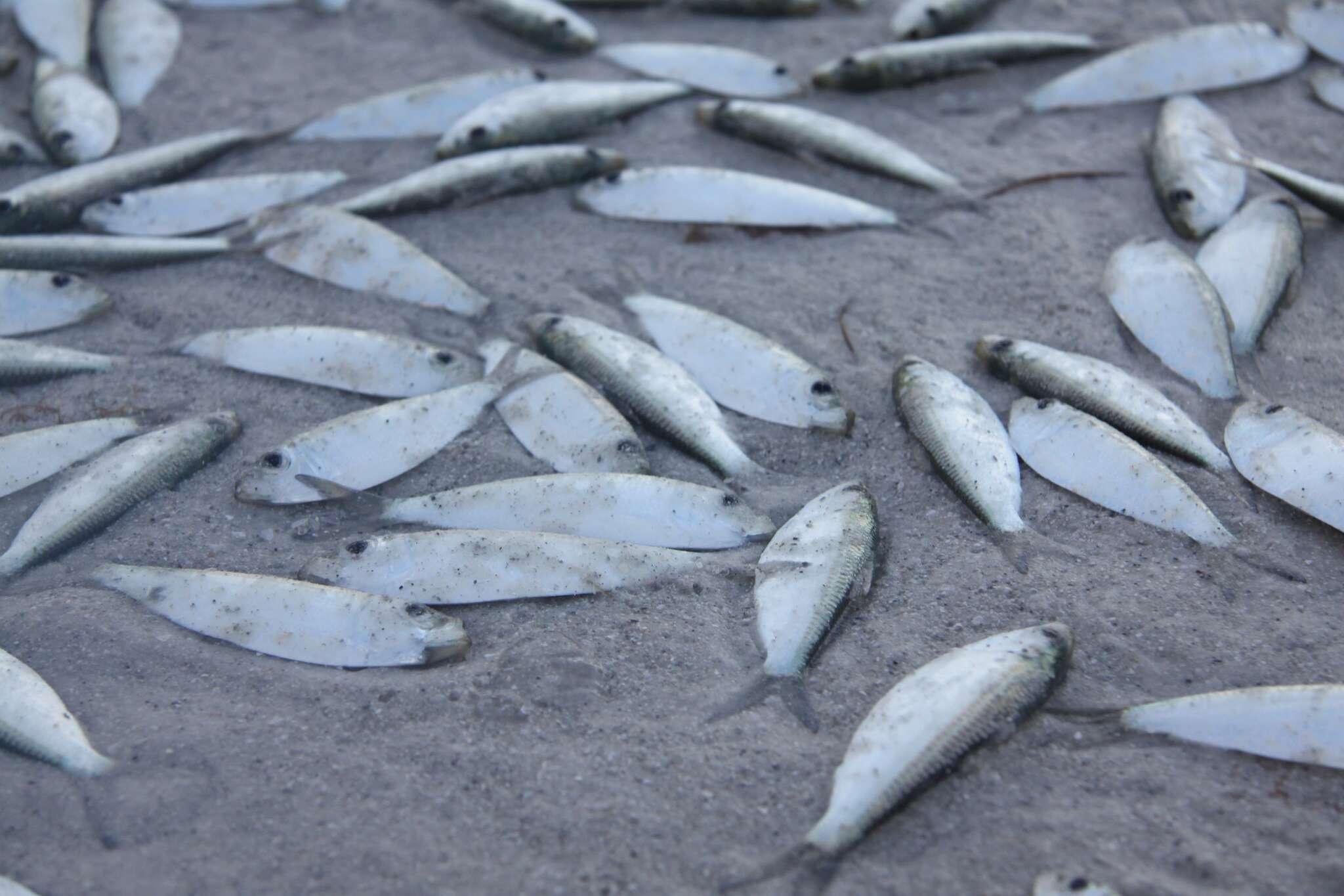 Image of Guiana Herring