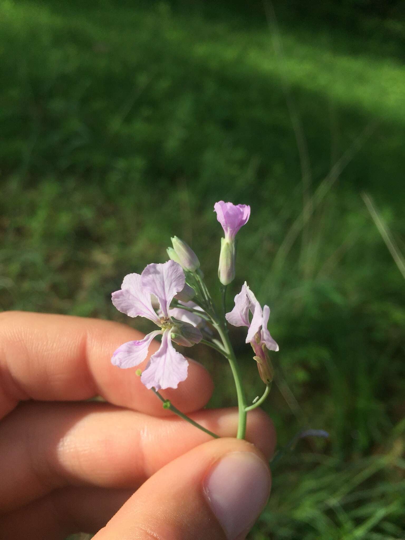 Plancia ëd Hesperidanthus linearifolius (A. Gray) Rydb.