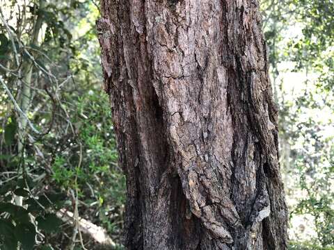 Imagem de Eucalyptus melanophloia F. Müll.