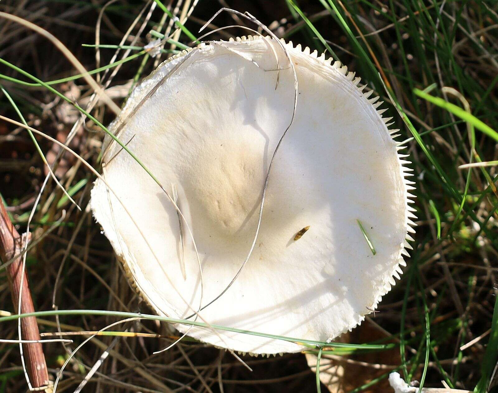 Слика од Lepiota erminea (Fr.) P. Kumm. 1871