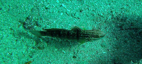 صورة Amblygobius albimaculatus (Rüppell 1830)