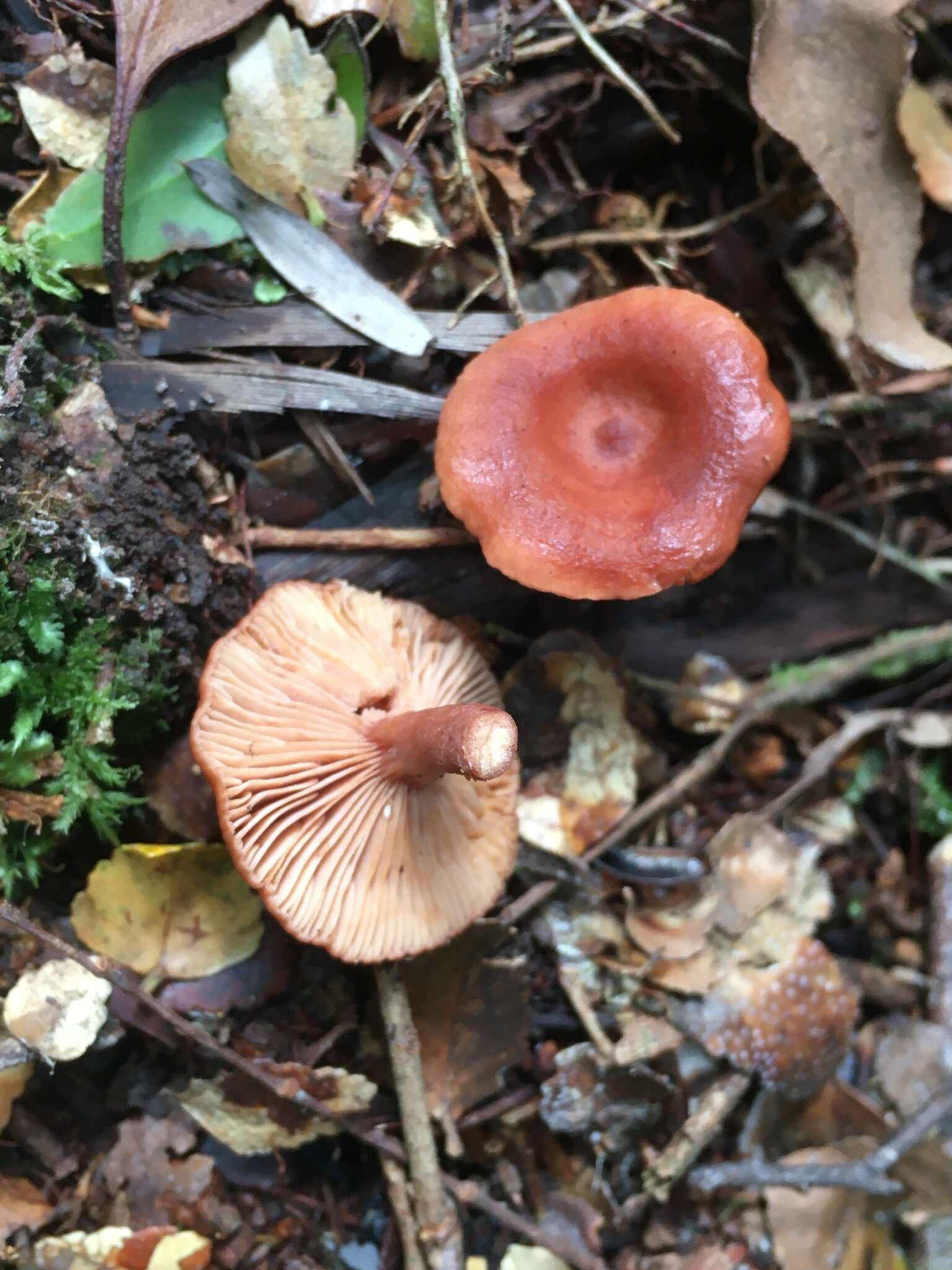 Plancia ëd Lactarius eucalypti O. K. Mill. & R. N. Hilton 1987