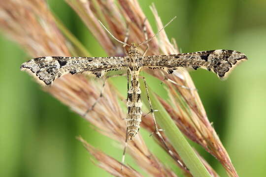 Image of Amblyptilia punctidactyla (Haworth 1811)