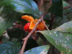 Image of Dichapetalum papuanum (Becc.) Boerl.