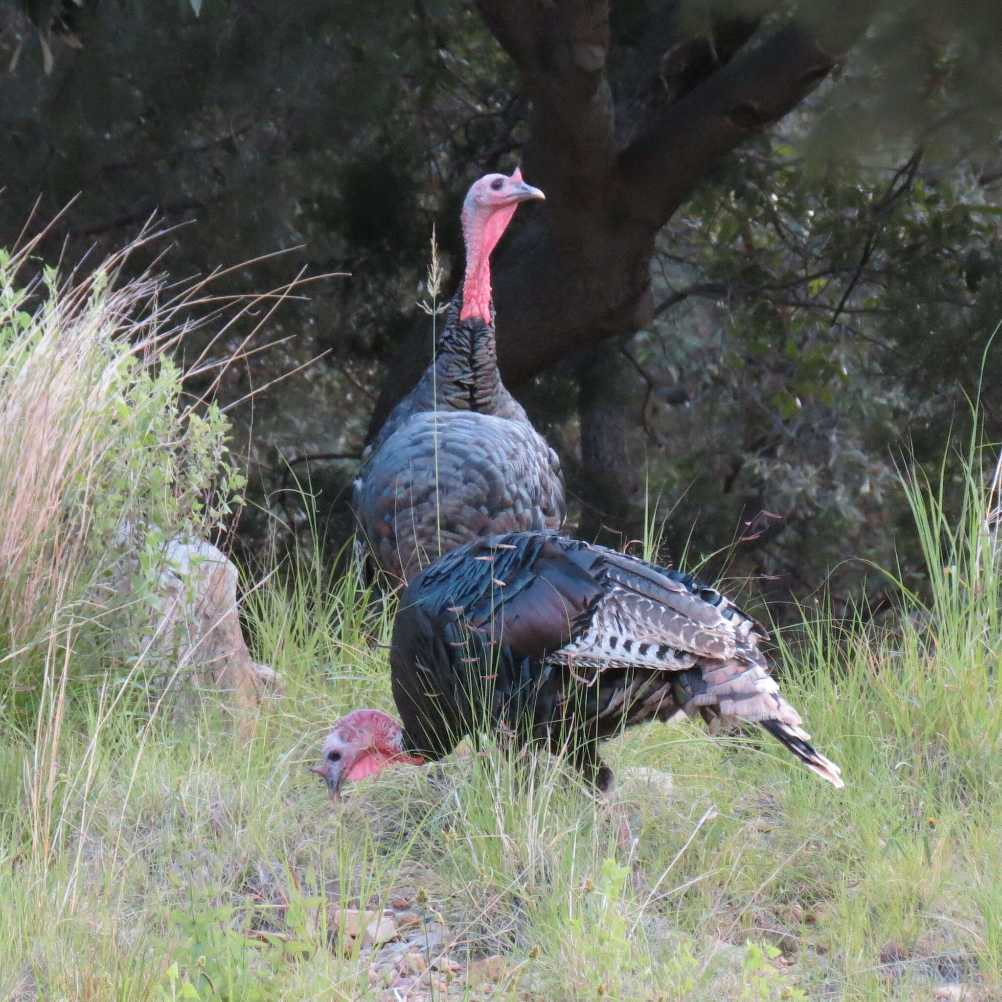 Imagem de Meleagris gallopavo mexicana Gould 1856