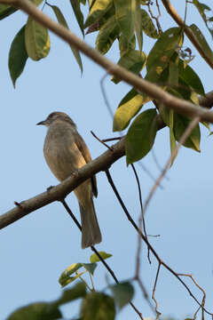 Image of Ayeyarwady Bulbul