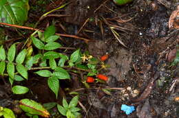 Plancia ëd Rubus sumatranus Miq.