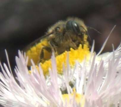 Image of Osmia georgica Cresson 1878