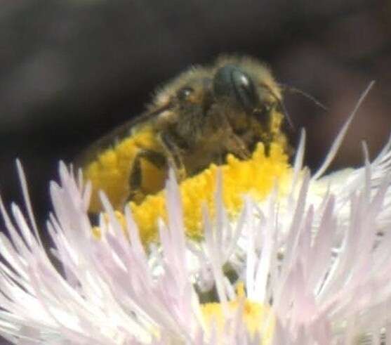 Image of Osmia georgica Cresson 1878