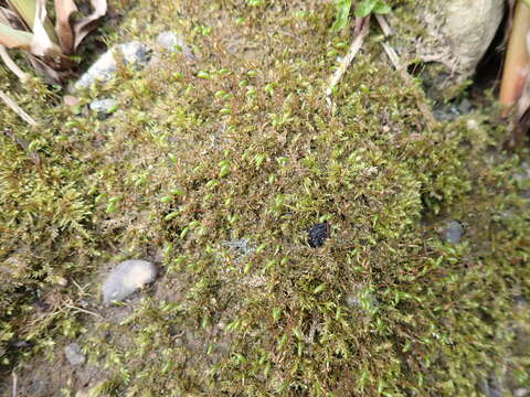 Image of leptodictyum moss