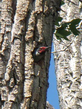 Image of Lewis's Woodpecker