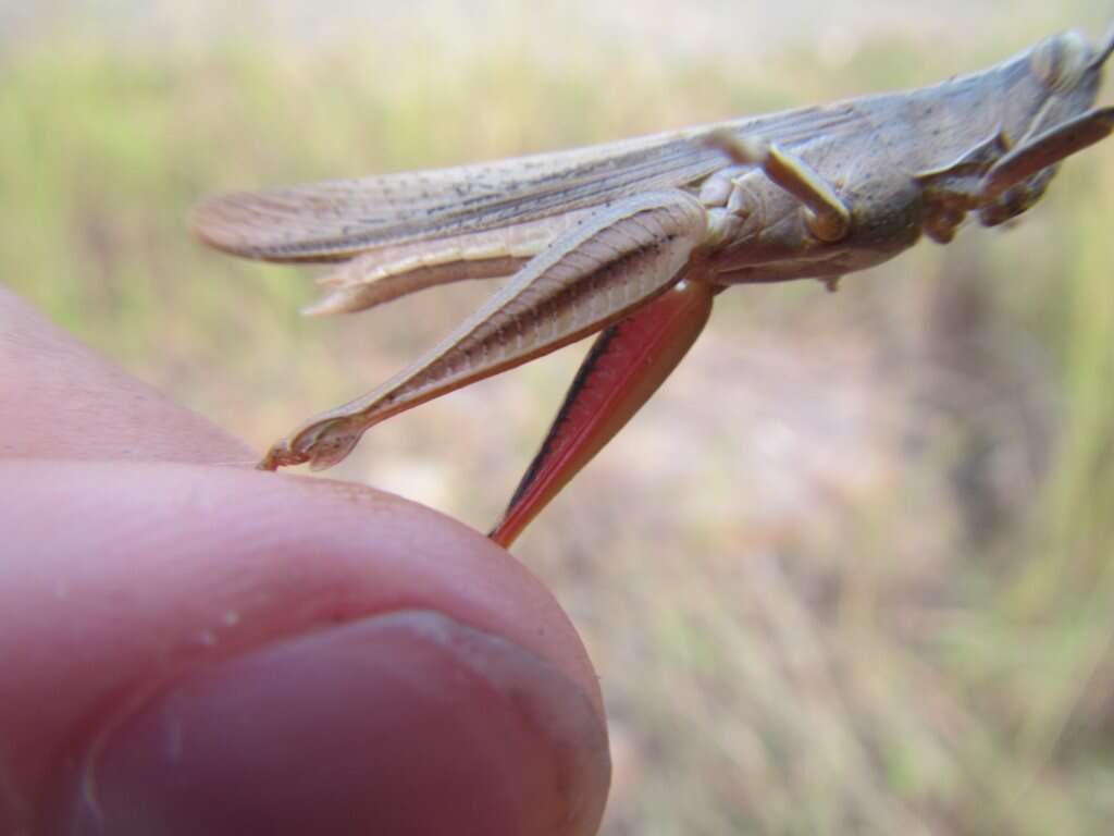 Image of Stenocatantops vitripennis (Sjöstedt 1920)