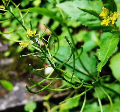 Image of Variable-Leaf Yellowcress