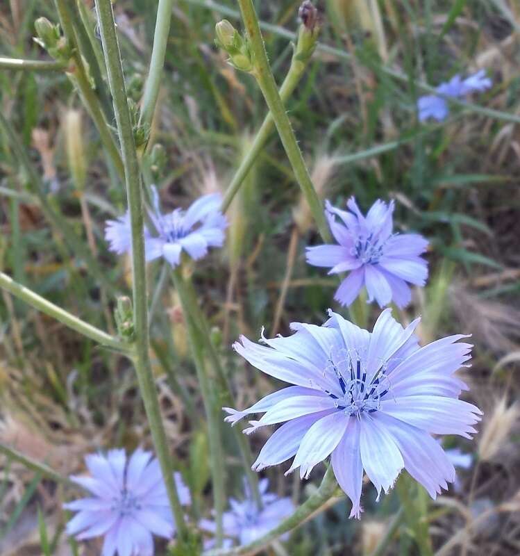 Image of Cichorium intybus subsp. intybus