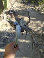 Image de Tillandsia circinnatioides Matuda