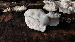 Image de Polypore bleuté