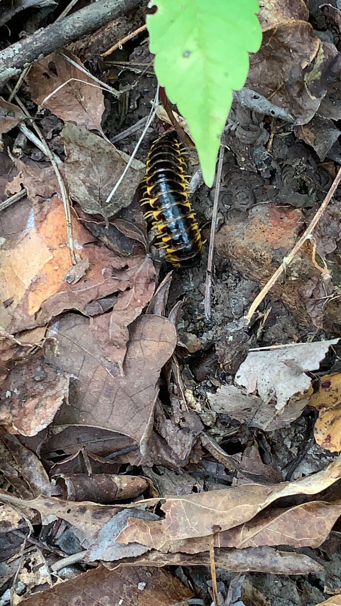 Sivun Apheloria virginiensis reducta Chamberlin 1939 kuva