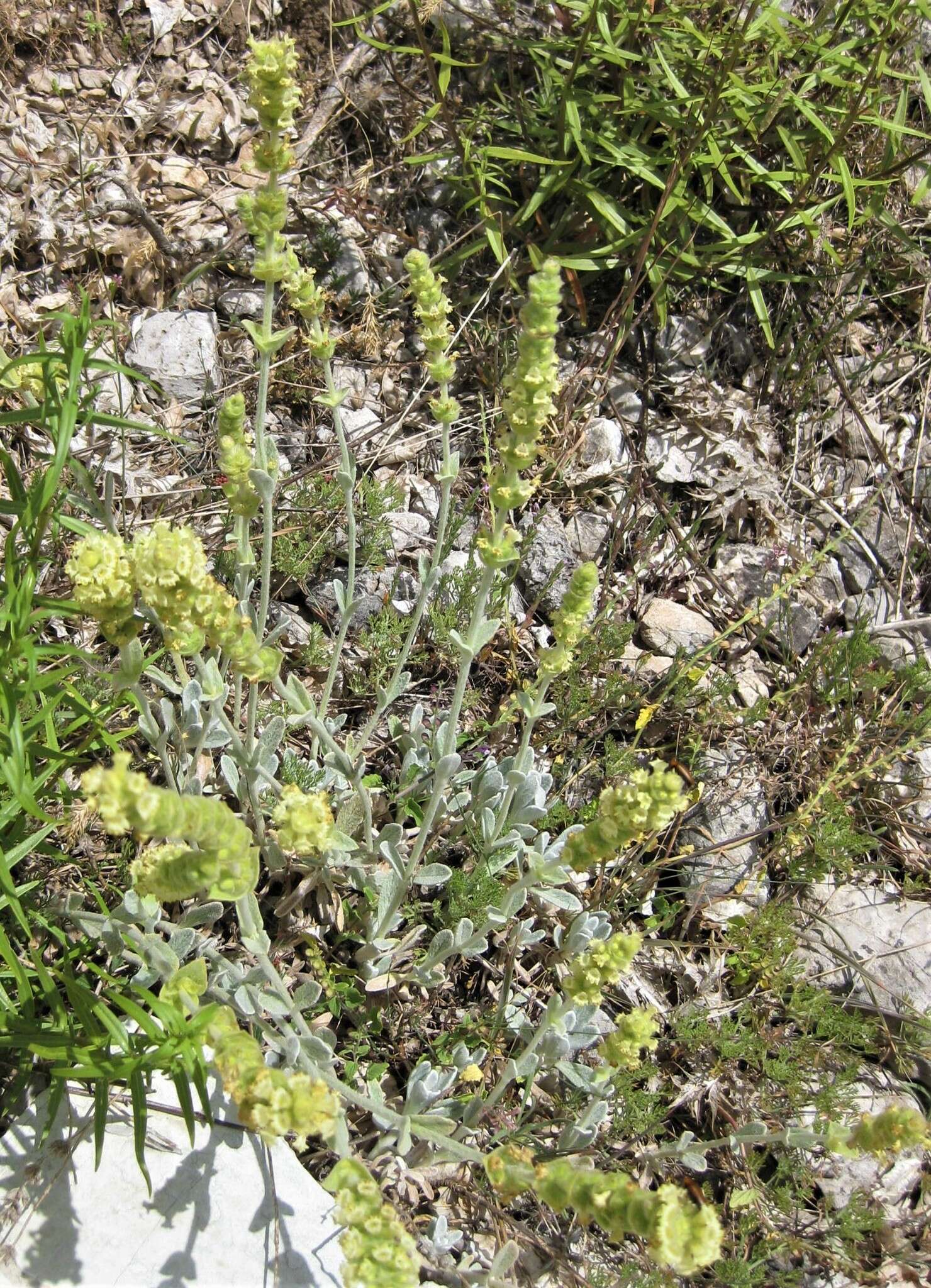 Image of Sideritis italica (Mill.) Greuter & Burdet